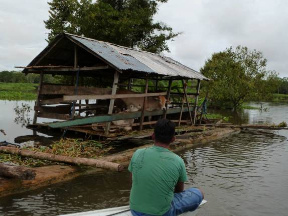 Um pequeno curral flutuante, que funciona durante a cheia do rio, em comunidade localizada na Reserva de Mamirauá, perto de Tefé, no Amazonas